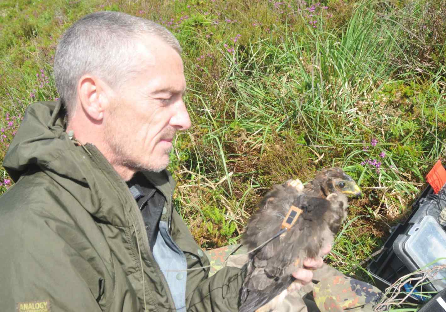 Stephen Murphy with 1st sat tagged harrier in the Ballyhouras