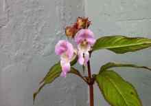 LET NO PLANT GO TO SEED! Help us remove the Himalayan balsam